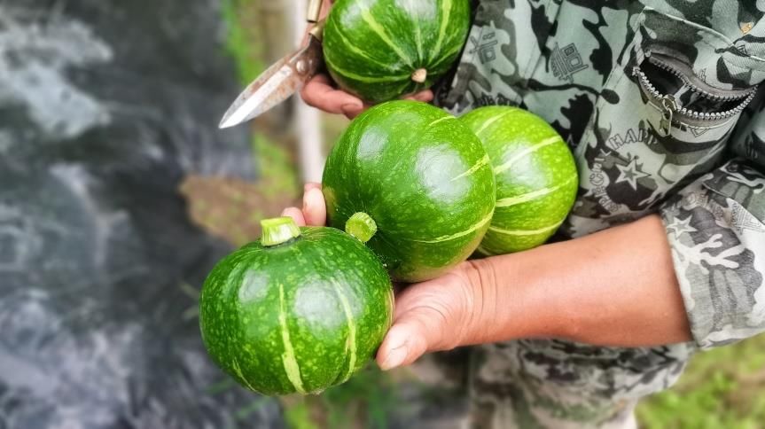 南瓜|粉糯香甜的南瓜“新秀”!龙泉市城北乡的贝贝南瓜喜丰收~