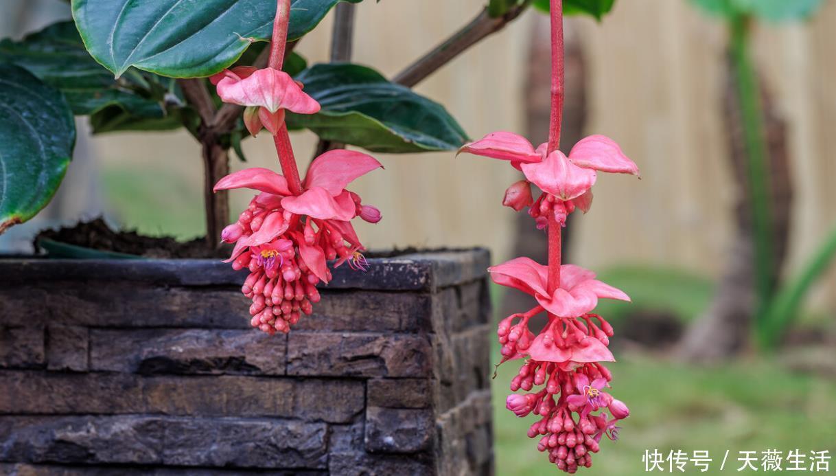 花期|等我有钱了,就养这些花,高端大气,花期长