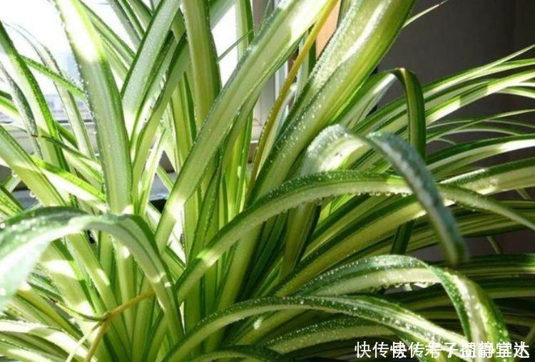 4种花养家里,空气1级棒,吸甲醛、杀病菌,还有助于睡眠!