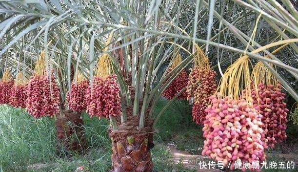 此种果树不怕寒冷,最适合冬春育苗,当盆栽观赏价值不比花草差!