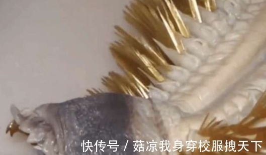 淮南子|一钓鱼爱好者，在海边钓到一条怪鱼，看清后蒙了