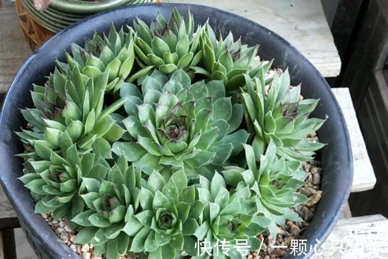 植株|养这4种多肉，冬天“冻一冻”，上色、群生反而更容易