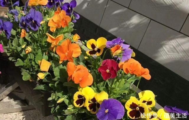 小花匠养花不死问了才知道,他只用“1种土”,难怪花都长爆了