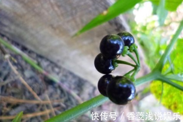 龙葵果|农村常见的“黑蛋蛋”，是口腔溃疡的良药，还能活血解毒！