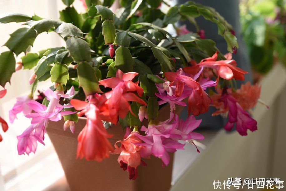 秋天扦插四种花，生根成活快，明年花开满阳台，实现“赏花自由”