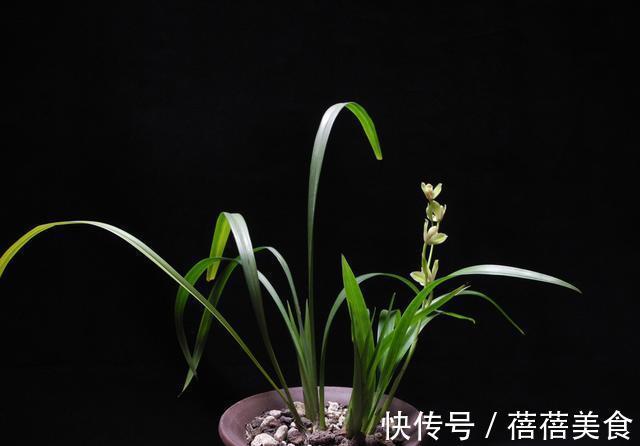 喷雾|家庭养兰花怎么浇水?园艺师教你,其实很多人都浇错了