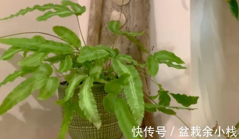 凤尾蕨|小时候常见的1种杂草，如今遍寻不到，制成盆景别有一番风趣