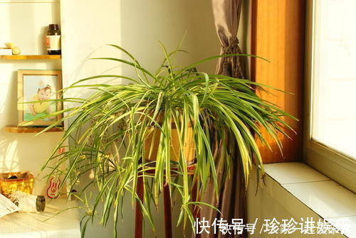 桩子|6块钱的吊兰,3年养成老桩,5年变成1棵小树,做好4点就行