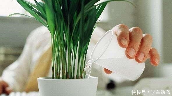 毛细根|养花杀手的“臭毛病”,怪不得养一盆死一盆,看看你占了几种!