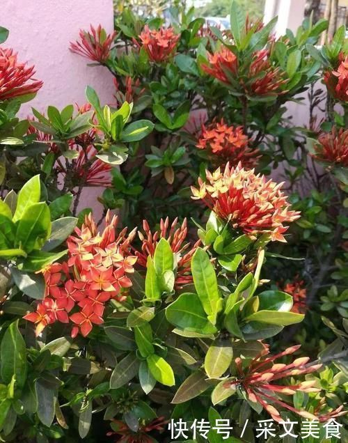 四季花开不停的龙船花,比绣球花好养,被人称作水绣球花