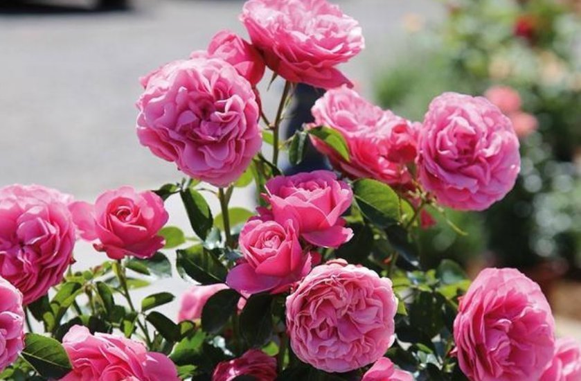 3种花“越剪越旺”,没事常剪剪,剪成秃头,一月大变样,开花多