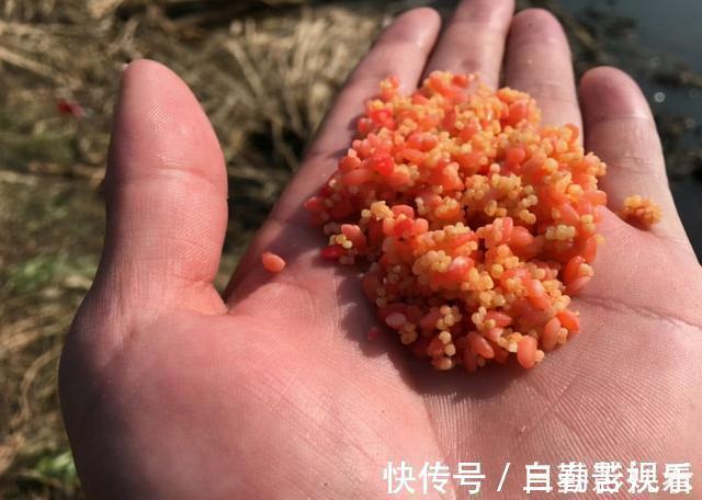 鲫鱼喜欢什么气味,你真的知道吗?这次讲个透彻,咱们一窥究竟