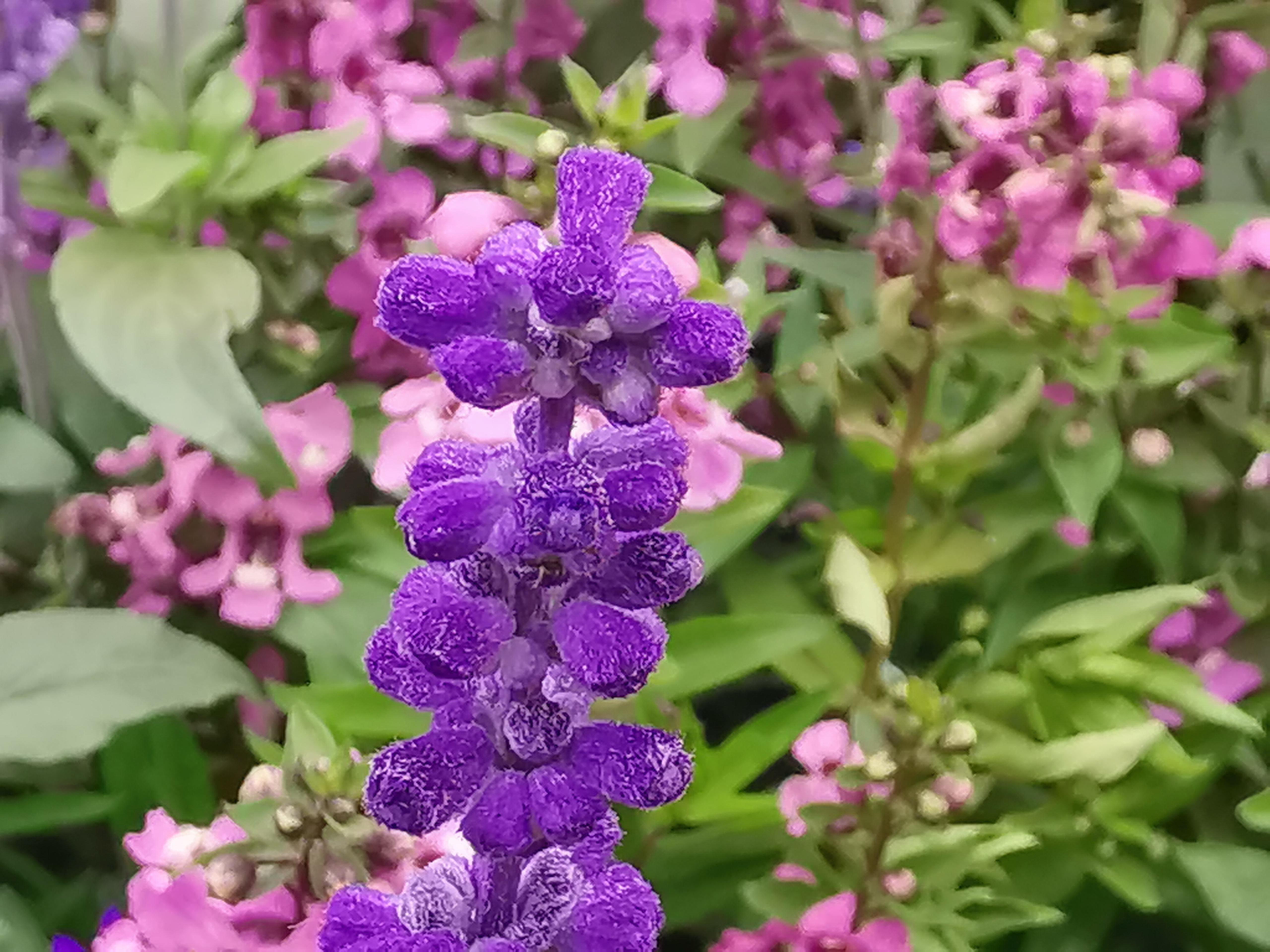 生肖|事业顺利，心想事成的3生肖，真爱来桃花开