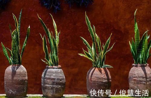 养虎皮兰，能不能晒太阳，怎么养能长得更旺，为你揭开答案