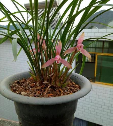 兰花|9月朵朵香长花苞,提前做好3件事,快速爆花皆饶清馥