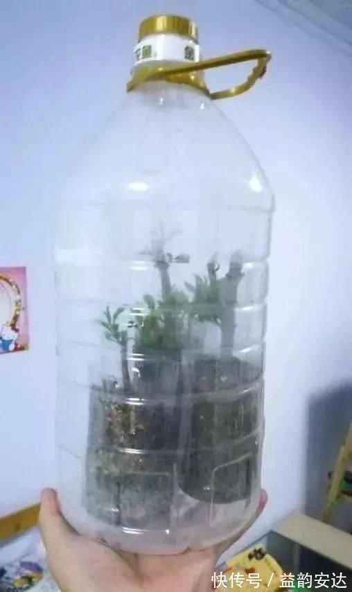 家里的塑料油桶别扔，有3个“妙用”，种菜效率高，扦插生根快