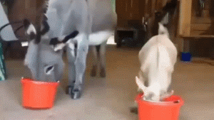 |幽默笑话：朋友买了条假金项链，天天戴着上班，有一次下夜班……