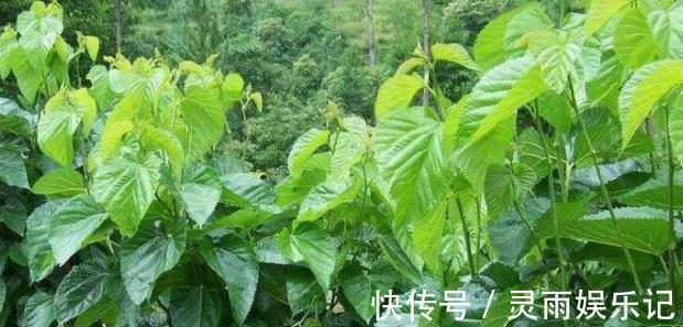 糖尿病患者|桑叶能够降低血糖吗?分别听听中医和西医给出的回答!