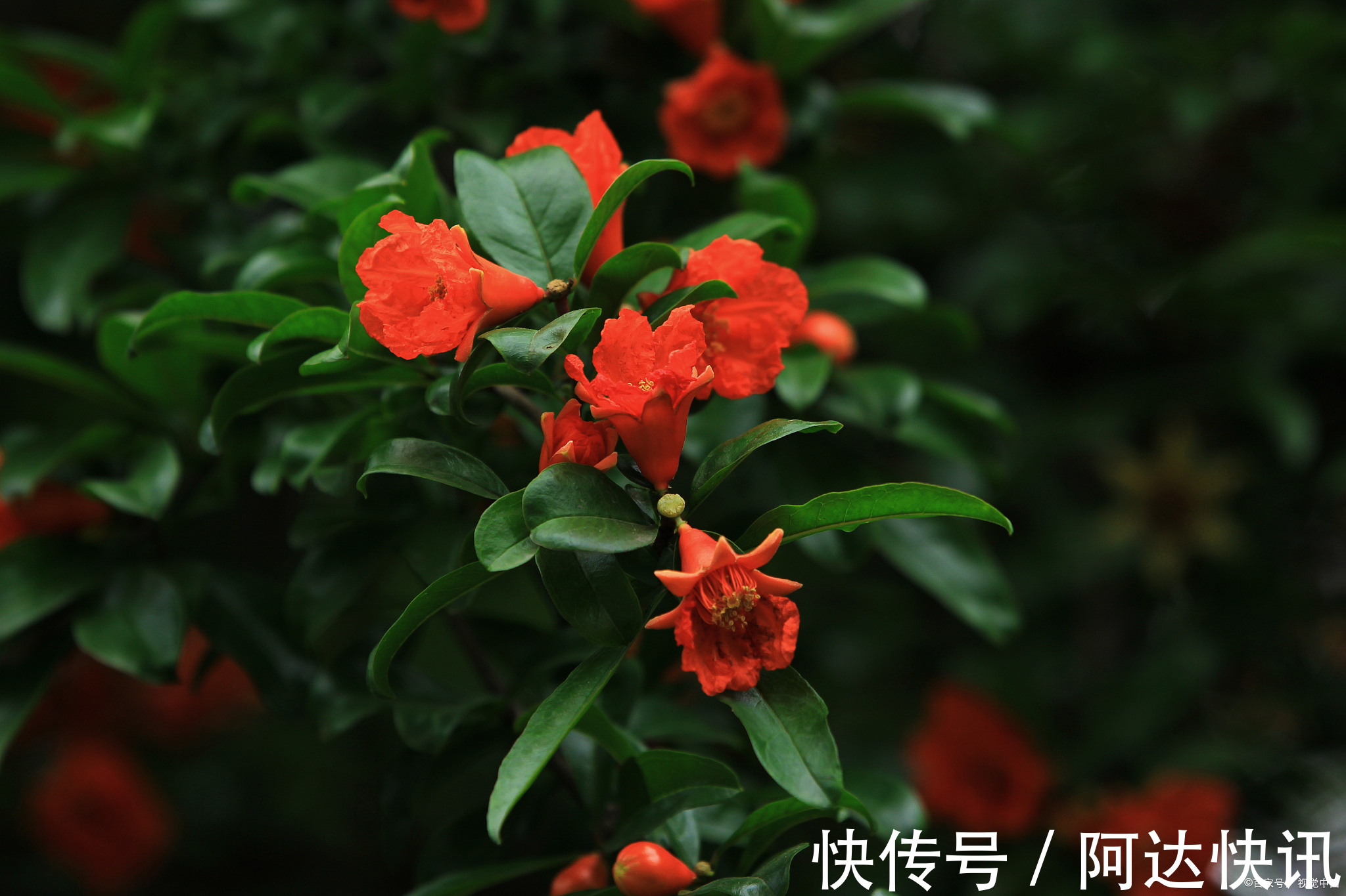 罗汉松|6种“吉祥树”,有地方建议种一棵,能吃能观赏,旺财镇宅样样行