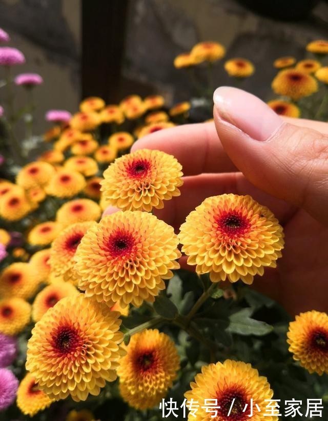 新宠|小米菊,阳台盆栽“新宠”,观赏价值高,多季节开花,养护也不难