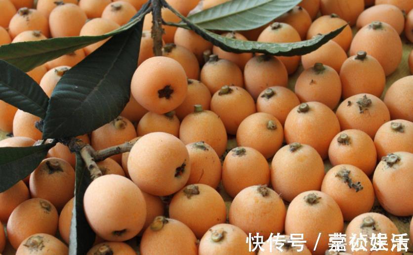 多汁|干咳的人多吃枇杷,买时别在意大小,记住4点,核小肉多汁水足