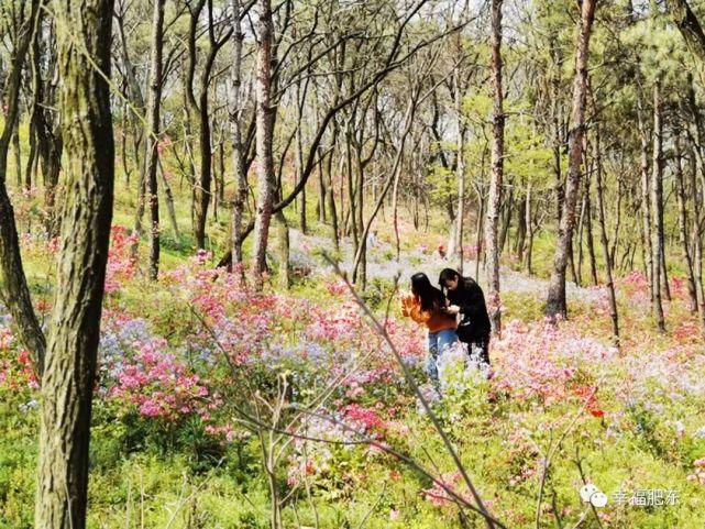 宛如仙境！肥东百万株映山红进入盛花期！不要错过~