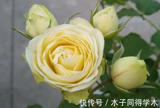 豆妈|这款月季的花期巨长,长到让人以为是假花