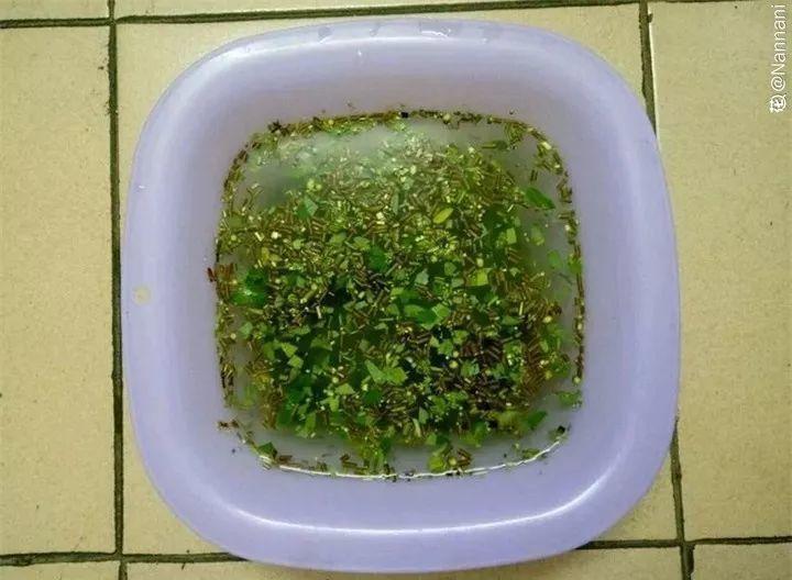 水杨酸|它是天然“生根剂”,给花浇一点,根系壮猛发芽!