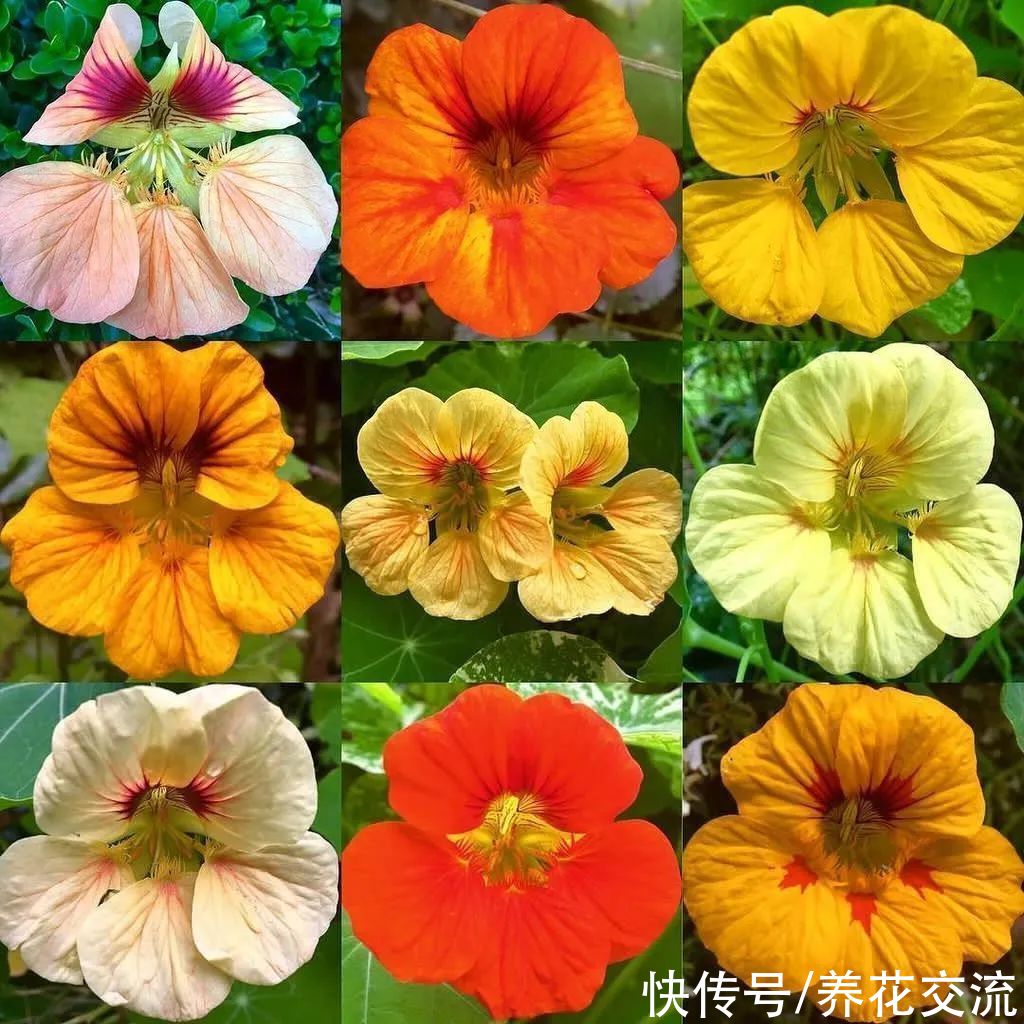 多年生|7种四季都可以养室内的开花植物，养花新手也可以尝试种几盆