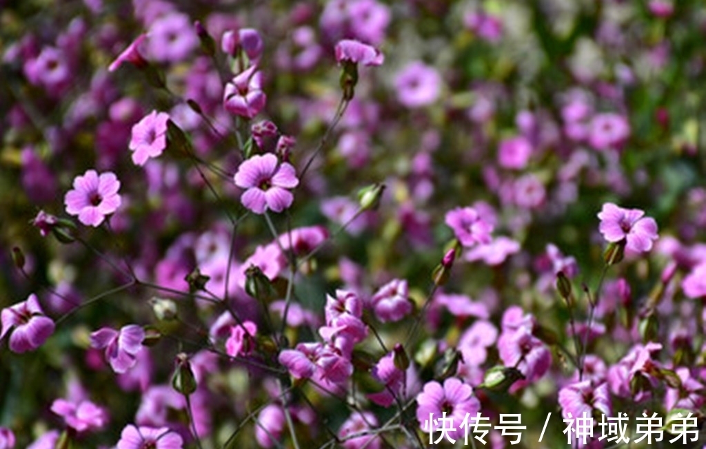 3种原本长在山间的野花,如今已成常见盆栽,有1种经常被误认