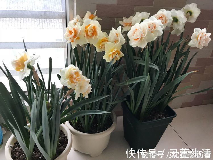养花|养花就养个花期长的，花开满盆，个个开成大花球，开花一茬接一茬