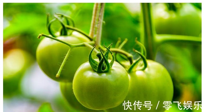 番茄紅素|每天1個西紅柿就能抗氧化護血管，適合高血壓者！不比高價蔬果差