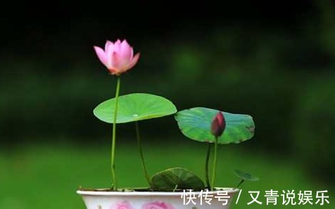 铜钱草|不懂浇水，那就养这两种花卉，一浇水就可以爆盆，深受人们喜爱