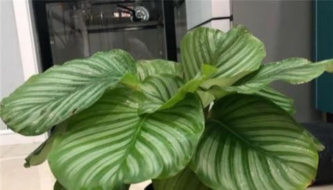 别养绿萝了,2种花超耐阴,采光不好也能长得好,叶子浓绿盆盆爆