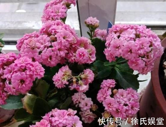 长寿花|新手须知:秋冬养长寿花,5个要点要谨记,做好了才能早开花