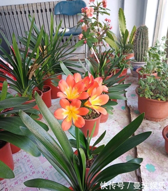 君子兰养好了,夏天也能开,撒点“小颗粒”,花瓣开的红艳艳
