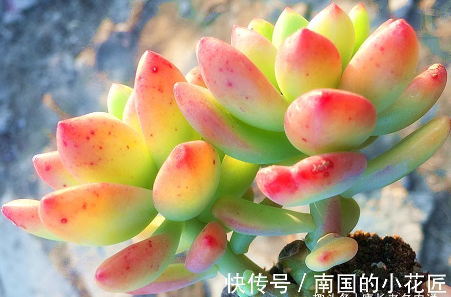 没时间去香格里拉?那养一棵叫香格里拉的多肉吧!味道香香很好闻