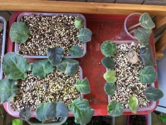 夏天这8种花不用买,叶子丢进花盆里,嗖嗖长白根