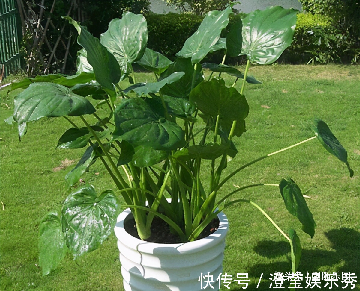 滴水观音|4种“伤人花”,有人经常养,摆在家里高处,那叫一个漂亮!