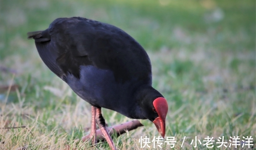 生肖|生肖鸡 性格分析 上（南渝先生）