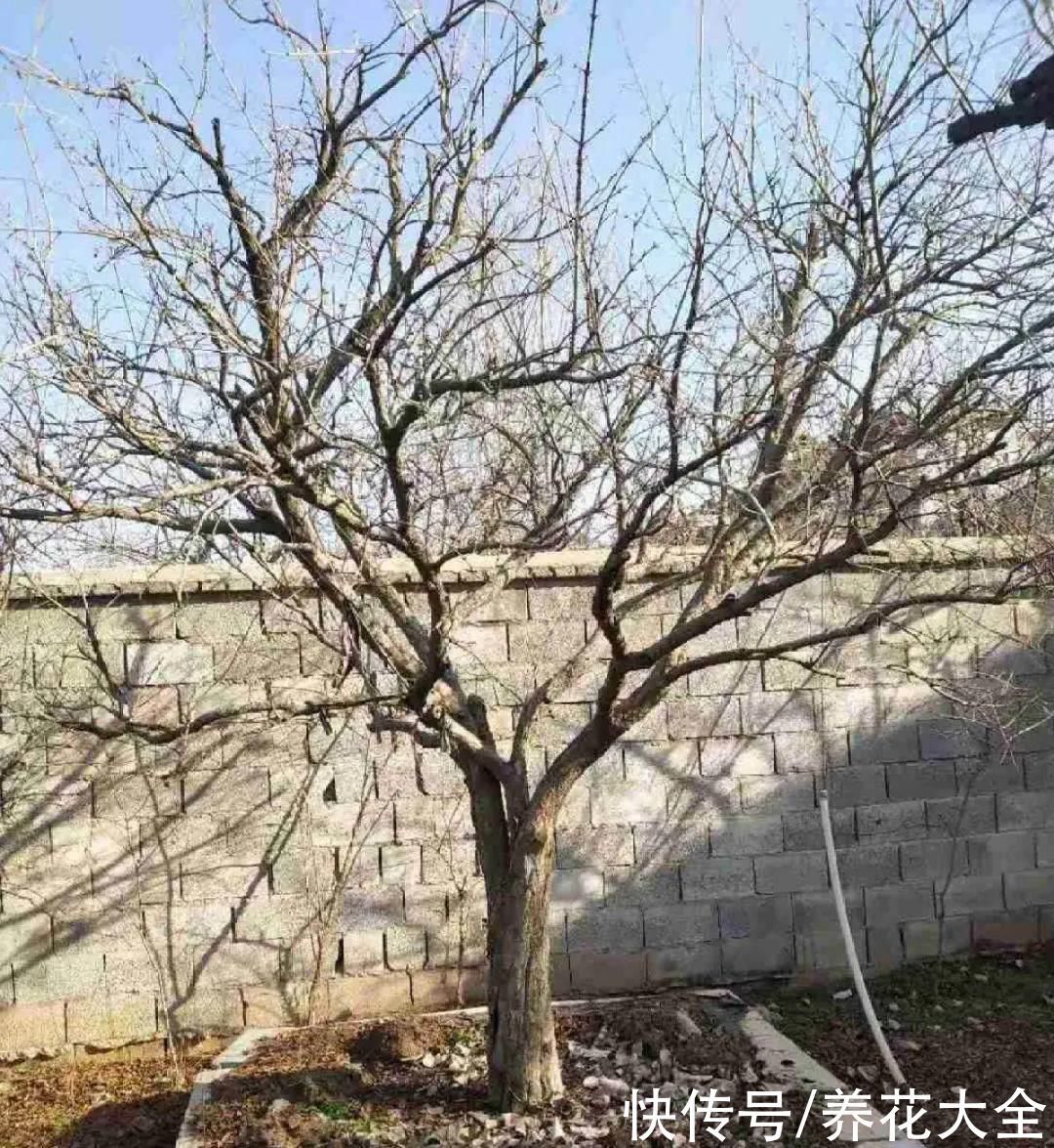 枝条|冬剪开始了,月季看见这种枝,就要赶紧剪