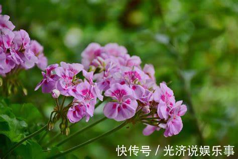 摆放|养花试试这几款,颜值高,寓意好,非常适合摆放在客厅或书房