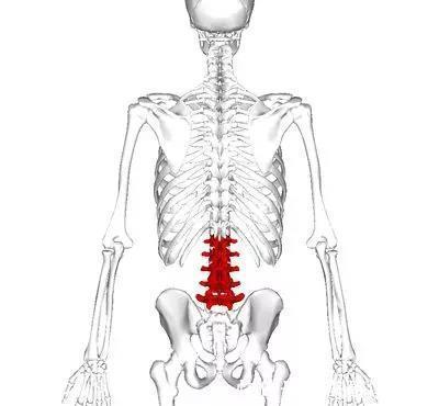 腰痛|腰疼得直不起腰？这五个动作专治腰肌劳损