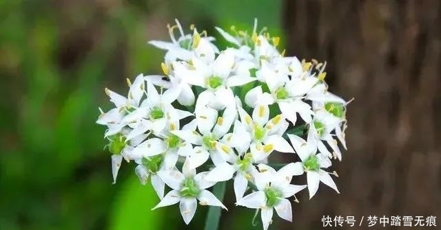 室内不适合养的6大花卉,养花要注意啦