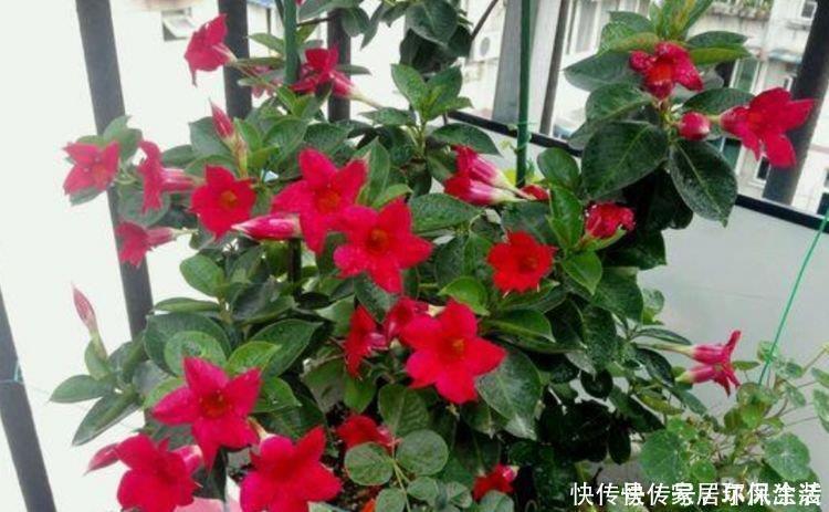 光照|3种花养在家里,一整年都有好运气,开花爆盆很漂亮,越养越喜欢