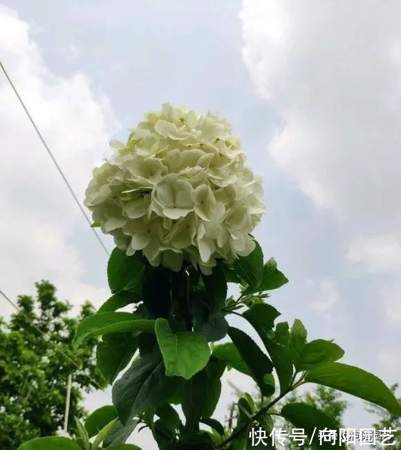 高端大气的“中华木绣球”,绣球花中的天花板,庭院养花必备