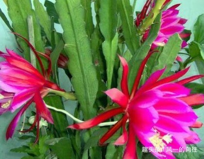 新手不会养花没关系,养养这3种,容易上手易爆盆