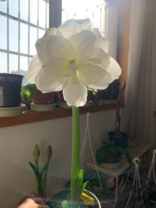 朱顶红里的“开花机器”—阿弗雷，每次都开爆盆，花朵又美又香！