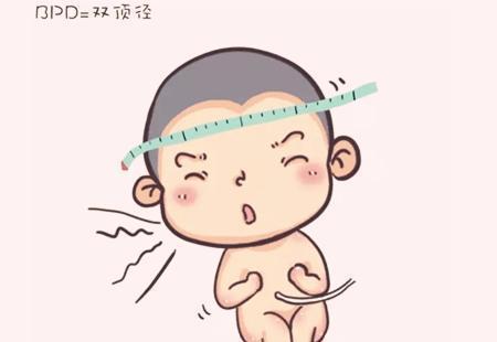 双顶径|B超单看男女?3分钟教你看懂B超检查单,简直不要太详细!