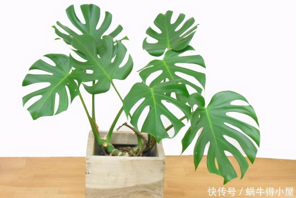 家家都养绿萝,有人却说“有毒”,别不信